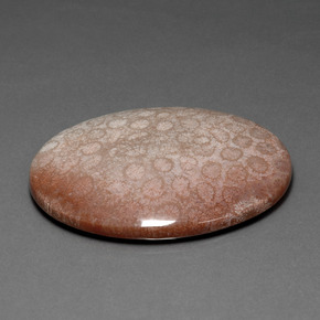 91.59 ct Multicolor Fossil Coral Stone, Natural Fossil Coral in Oval Cabochon Shape for Sale