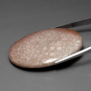 Fossil Coral Gemstone in 48.6 x 38 mm Size for Sale, Fossil Coral Stone in Multicolor Color