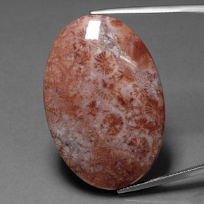 51.88 ct Multicolor Fossil Coral Gemstone, Fossil Coral Gem in Oval Cabochon Shape for Sale.