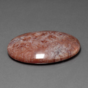 51.88 ct Multicolor Fossil Coral Stone, Natural Fossil Coral in Oval Cabochon Shape for Sale