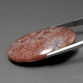 Fossil Coral Gemstone in 39 x 26.3 mm Size for Sale, Fossil Coral Stone in Multicolor Color