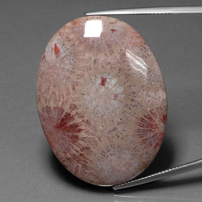 47.83 ct Multicolor Fossil Coral Gemstone, Fossil Coral Gem in Oval Cabochon Shape for Sale.