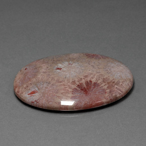 47.83 ct Multicolor Fossil Coral Stone, Natural Fossil Coral in Oval Cabochon Shape for Sale