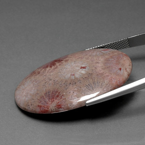 Fossil Coral Gemstone in 39.4 x 29.8 mm Size for Sale, Fossil Coral Stone in Multicolor Color