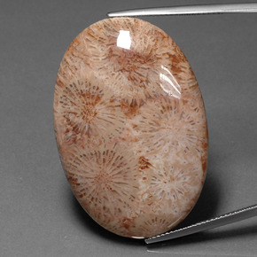 46.53 ct Multicolor Fossil Coral Gemstone, Fossil Coral Gem in Oval Cabochon Shape for Sale.