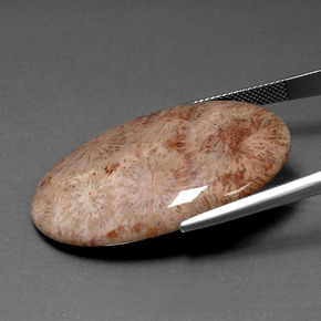 Fossil Coral Gemstone in 38.8 x 26.6 mm Size for Sale, Fossil Coral Stone in Multicolor Color