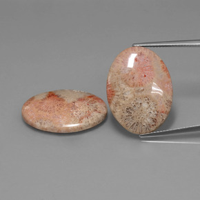 25.56 ct Multicolor Fossil Coral Gemstone, Fossil Coral Gem in Oval Cabochon Shape for Sale.