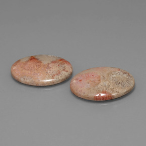 25.56 ct Multicolor Fossil Coral Stone, Natural Fossil Coral in Oval Cabochon Shape for Sale