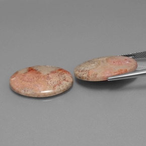 Fossil Coral Gemstone in 24.2 x 18 mm Size for Sale, Fossil Coral Stone in Multicolor Color
