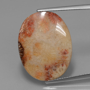 15.17 ct Multicolor Fossil Coral Gemstone, Fossil Coral Gem in Oval Cabochon Shape for Sale.