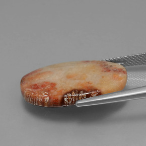 Fossil Coral Gemstone in 23.5 x 18.3 mm Size for Sale, Fossil Coral Stone in Multicolor Color