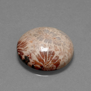 9.59 ct Multicolor Fossil Coral Stone, Natural Fossil Coral in Round Cabochon Shape for Sale