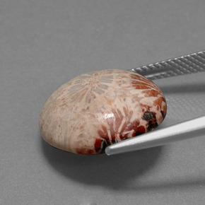 Fossil Coral Gemstone in 16 mm Size for Sale, Fossil Coral Stone in Multicolor Color