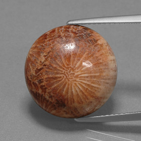 10.56 ct Multicolor Fossil Coral Gemstone, Fossil Coral Gem in Round Cabochon Shape for Sale.