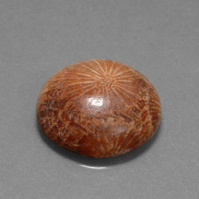 10.56 ct Multicolor Fossil Coral Stone, Natural Fossil Coral in Round Cabochon Shape for Sale
