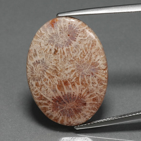 15.93 ct Multicolor Fossil Coral Gemstone, Fossil Coral Gem in Oval Cabochon Shape for Sale.