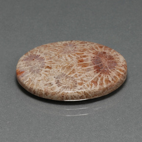 15.93 ct Multicolor Fossil Coral Stone, Natural Fossil Coral in Oval Cabochon Shape for Sale