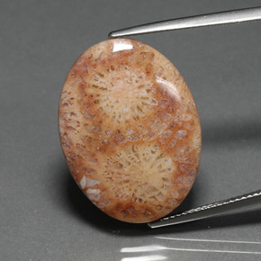 14.77 ct Multicolor Fossil Coral Gemstone, Fossil Coral Gem in Oval Cabochon Shape for Sale.
