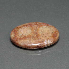 14.77 ct Multicolor Fossil Coral Stone, Natural Fossil Coral in Oval Cabochon Shape for Sale