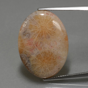 15.56 ct Multicolor Fossil Coral Gemstone, Fossil Coral Gem in Oval Cabochon Shape for Sale.