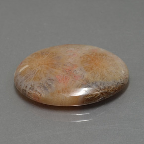 15.56 ct Multicolor Fossil Coral Stone, Natural Fossil Coral in Oval Cabochon Shape for Sale