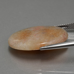 Fossil Coral Gemstone in 24.9 x 18.5 mm Size for Sale, Fossil Coral Stone in Multicolor Color