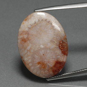 16.17 ct Multicolor Fossil Coral Gemstone, Fossil Coral Gem in Oval Cabochon Shape for Sale.