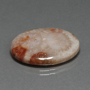 16.17 ct Multicolor Fossil Coral Stone, Natural Fossil Coral in Oval Cabochon Shape for Sale