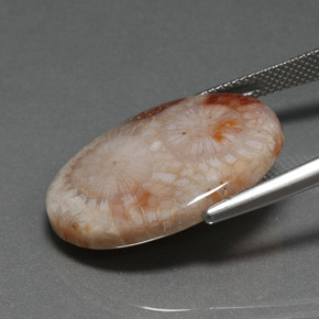 Fossil Coral Gemstone in 24.9 x 18.4 mm Size for Sale, Fossil Coral Stone in Multicolor Color