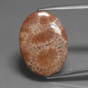 16.75 ct Multicolor Fossil Coral Gemstone, Fossil Coral Gem in Oval Cabochon Shape for Sale.