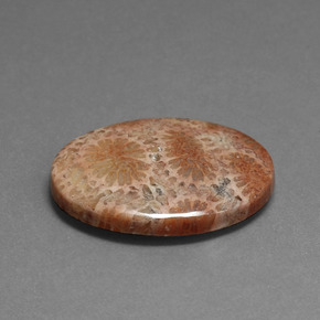 16.75 ct Multicolor Fossil Coral Stone, Natural Fossil Coral in Oval Cabochon Shape for Sale