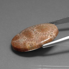 Fossil Coral Gemstone in 24.8 x 18.4 mm Size for Sale, Fossil Coral Stone in Multicolor Color