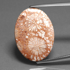 16.71 ct Multicolor Fossil Coral Gemstone, Fossil Coral Gem in Oval Cabochon Shape for Sale.