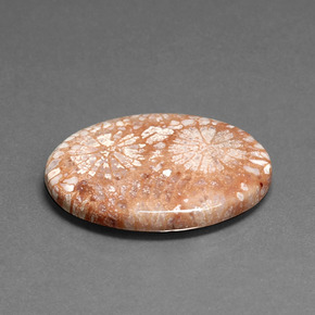 16.71 ct Multicolor Fossil Coral Stone, Natural Fossil Coral in Oval Cabochon Shape for Sale