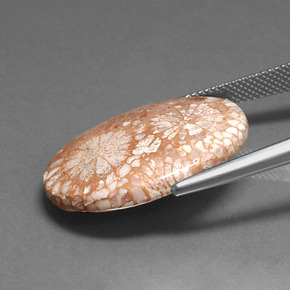 Fossil Coral Gemstone in 25.6 x 18.9 mm Size for Sale, Fossil Coral Stone in Multicolor Color