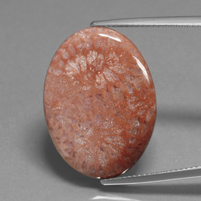 15.96 ct Multicolor Fossil Coral Gemstone, Fossil Coral Gem in Oval Cabochon Shape for Sale.