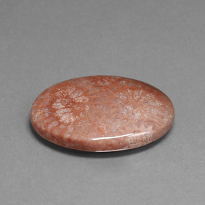 15.96 ct Multicolor Fossil Coral Stone, Natural Fossil Coral in Oval Cabochon Shape for Sale