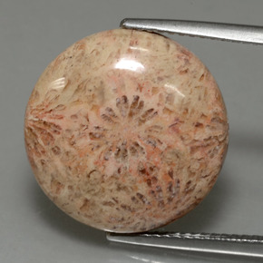 10.23 ct Multicolor Fossil Coral Gemstone, Fossil Coral Gem in Round Cabochon Shape for Sale.