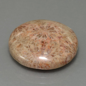 10.23 ct Multicolor Fossil Coral Stone, Natural Fossil Coral in Round Cabochon Shape for Sale