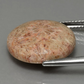 Fossil Coral Gemstone in 16.7 mm Size for Sale, Fossil Coral Stone in Multicolor Color