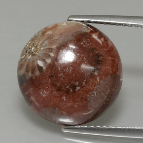 8.69 ct Multicolor Fossil Coral Gemstone, Fossil Coral Gem in Round Cabochon Shape for Sale.