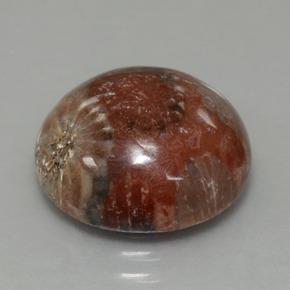 8.69 ct Multicolor Fossil Coral Stone, Natural Fossil Coral in Round Cabochon Shape for Sale