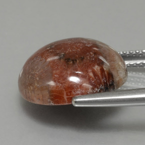 Fossil Coral Gemstone in 14 mm (calibrated) Size for Sale, Fossil Coral Stone in Multicolor Color