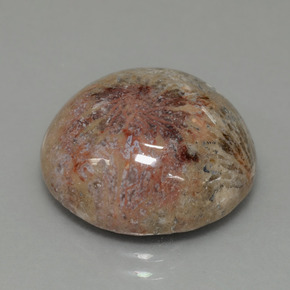 14.40 ct Multicolor Fossil Coral Stone, Natural Fossil Coral in Round Cabochon Shape for Sale