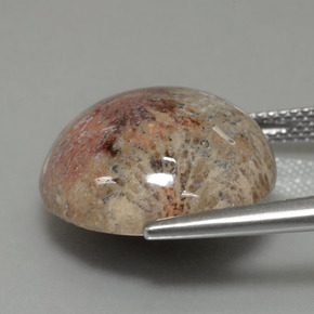 Fossil Coral Gemstone in 17.1 mm Size for Sale, Fossil Coral Stone in Multicolor Color