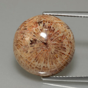 13.26 ct Multicolor Fossil Coral Gemstone, Fossil Coral Gem in Round Cabochon Shape for Sale.