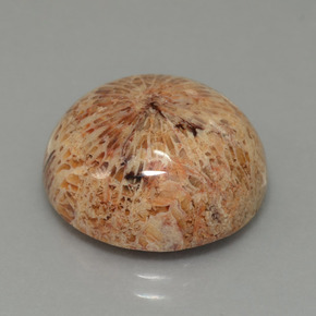 13.26 ct Multicolor Fossil Coral Stone, Natural Fossil Coral in Round Cabochon Shape for Sale