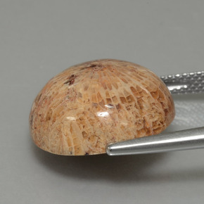 Fossil Coral Gemstone in 16.4 mm Size for Sale, Fossil Coral Stone in Multicolor Color