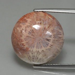 12.48 ct Multicolor Fossil Coral Gemstone, Fossil Coral Gem in Round Cabochon Shape for Sale.