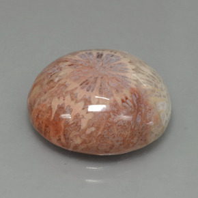 12.48 ct Multicolor Fossil Coral Stone, Natural Fossil Coral in Round Cabochon Shape for Sale
